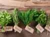 Cómo conservar especias y hierbas frescas