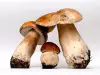 Wie kann man prüfen, ob die Pilze giftig sind?