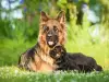 С кои породи кучета се разбират немските овчарки?