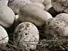 Как се варят гъши яйца?