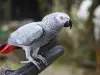 Важни грижи при отглеждане на папагал Жако