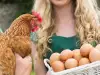 Защо кокошките си ядат яйцата?