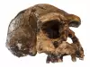 Откриха останки на най-древните предци на човека - Хомо еректус