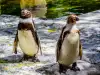 Излюпиха се две пингвинчета от изчезващ вид след ин витро