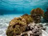 Големият бариерен риф е в опасност заради Ел Ниньо