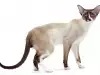 Грижи при отглеждане на сейшелска котка
