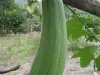 Луфа - малко познато, но удивително растение