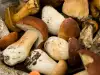Do Porcini Mushrooms Have a Poisonous Twin?