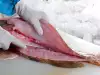How to Fillet Fish?