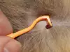 Как да махнем кърлеж от котка