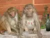 Маймуна отвлече и уби индийско бебе