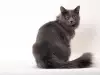 Защо котката размахва опашка пред лицето ви