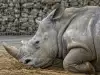 Любопитни факти за белия носорог