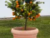 Отглеждане на портокалово дръвче в саксия