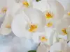 Саксийни цветя за баня