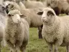 Нова Зеландия ще има овце, отделящи по-малко метан