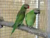 Пирура молина: как да се грижим за зеленобузест папагал