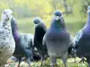 Раздават контрацептиви на гълъбите в Испания