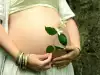 Какви билки не можем да използваме по време на бременност?