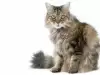 Важни грижи при отглеждане на котка рагамъфин