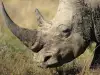 Суматрански носорог - един от петте оцелели вида носорози
