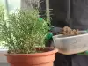 Как выращивать розмарин в горшке