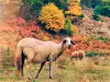 Грижа за овцете през есента