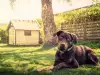 Как да си направим къщичка за куче