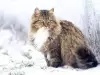 Характер и поведение на сибирската котка
