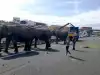 Избягали слонове затвориха магистрала в Испания