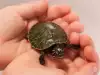 Да си отгледаме малки костенурки вкъщи