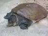 Последна женска от изчезващ вид костенурки ще даде потомство