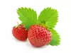 Листа от ягода - ползи и приложение