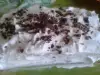 Пандишпанова торта със сладко