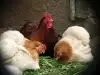 Защо не снасят кокошките?