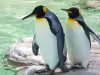 Кралски пингвин има фобия от вода
