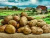 Защо е изключително важно да консумираме картофи