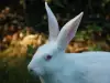 Защо умират зайците?