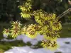 Hamamelis