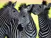 Значение и интерпретация на зебрата в сънищата