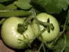 Туршия със зелени домати
